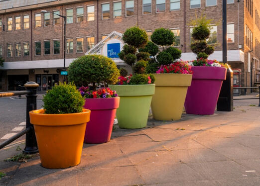 Daylight shrubbery!